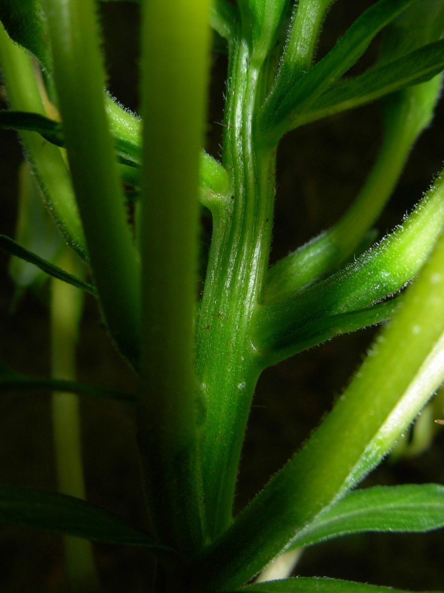 Oenothera stucchii / Enagra di Stucchi